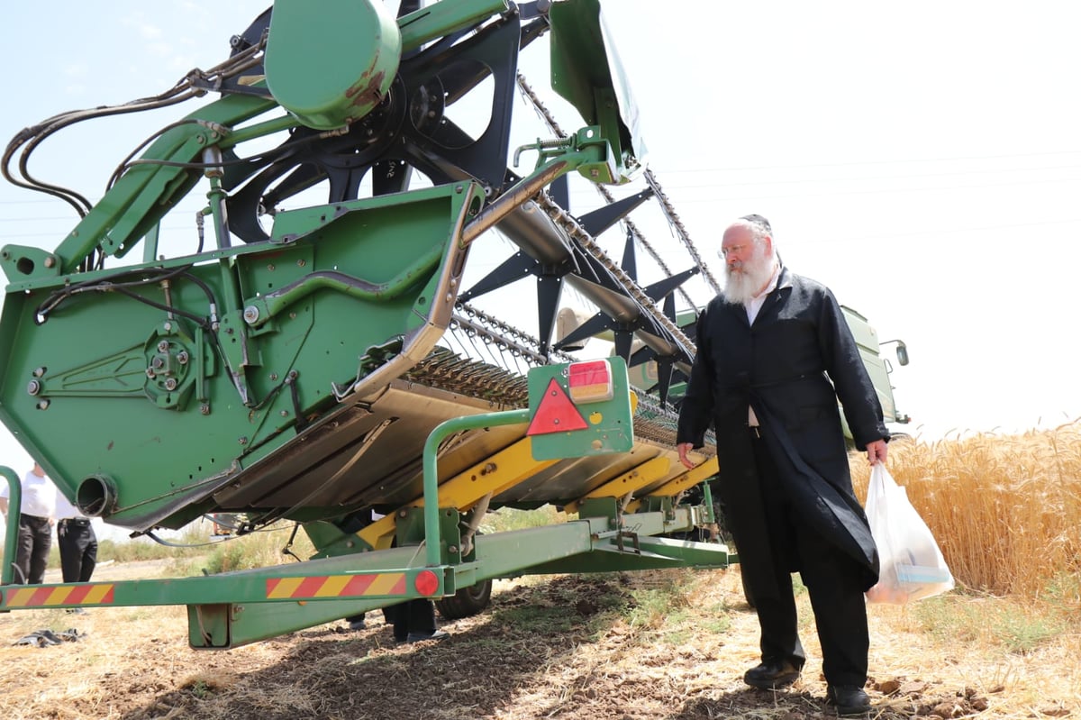 ה'חזונאישניקים' קצרו חיטים • צפו בתיעוד