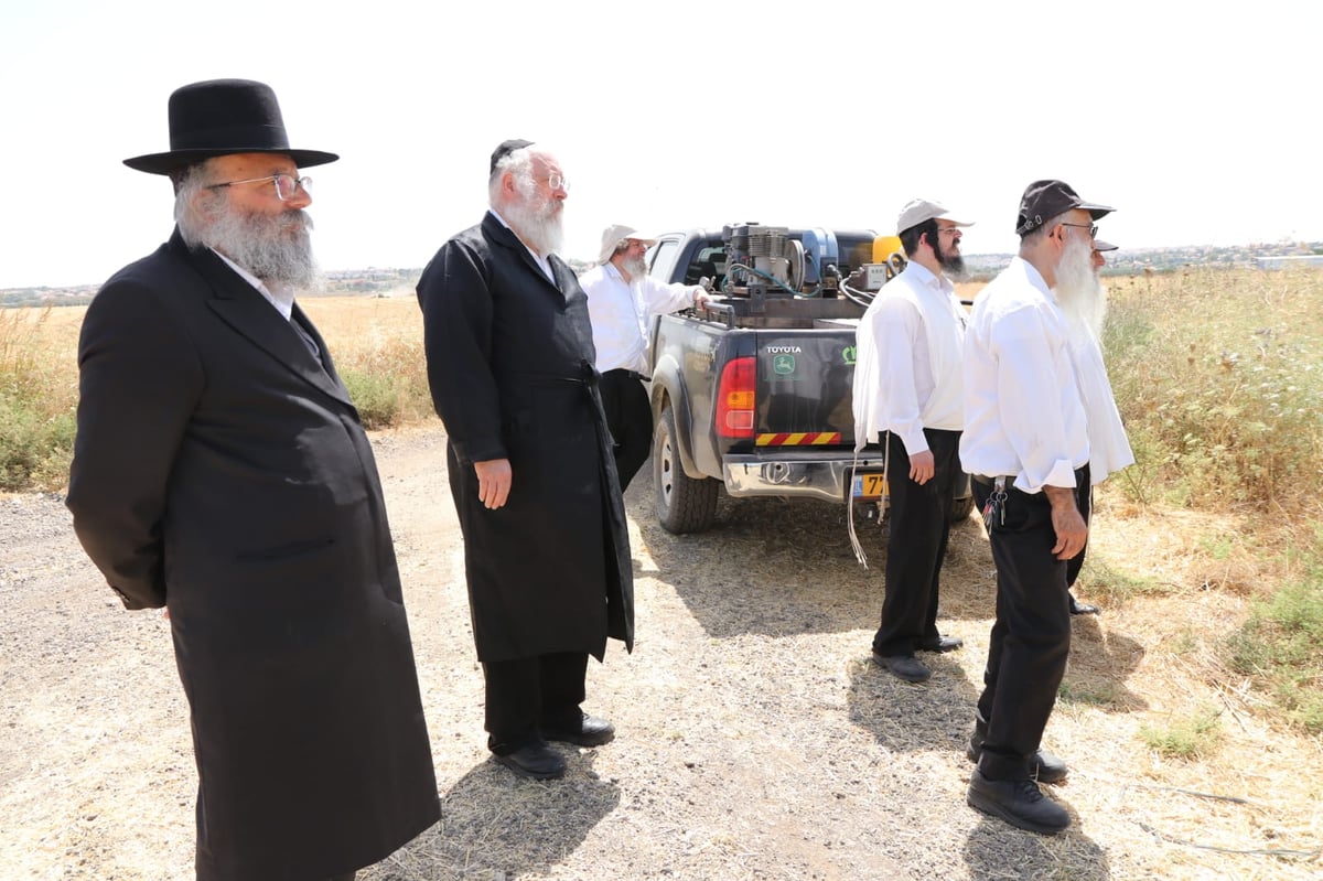 ה'חזונאישניקים' קצרו חיטים • צפו בתיעוד