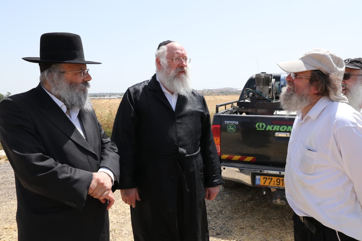 ה'חזונאישניקים' קצרו חיטים • צפו בתיעוד