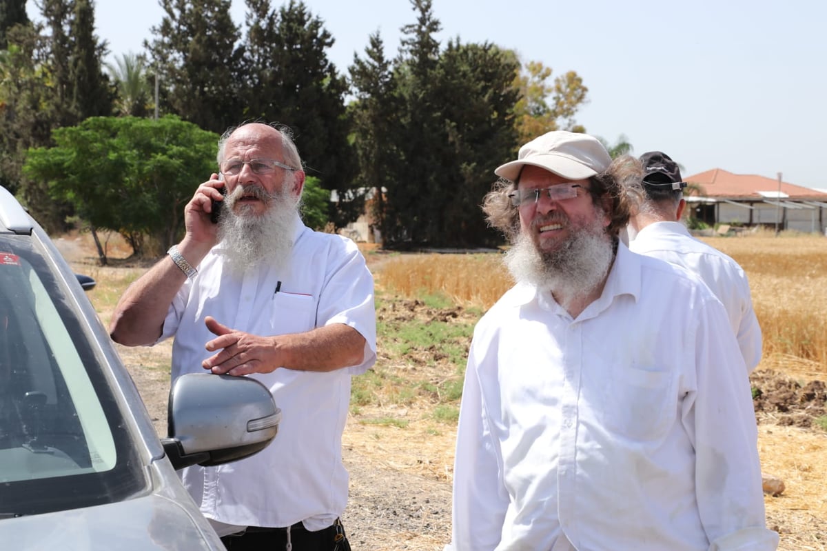 ה'חזונאישניקים' קצרו חיטים • צפו בתיעוד