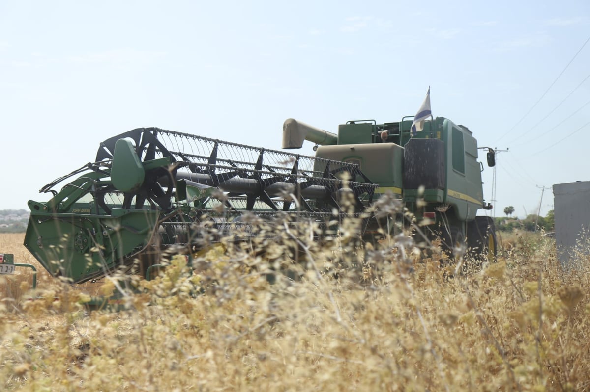 ה'חזונאישניקים' קצרו חיטים • צפו בתיעוד