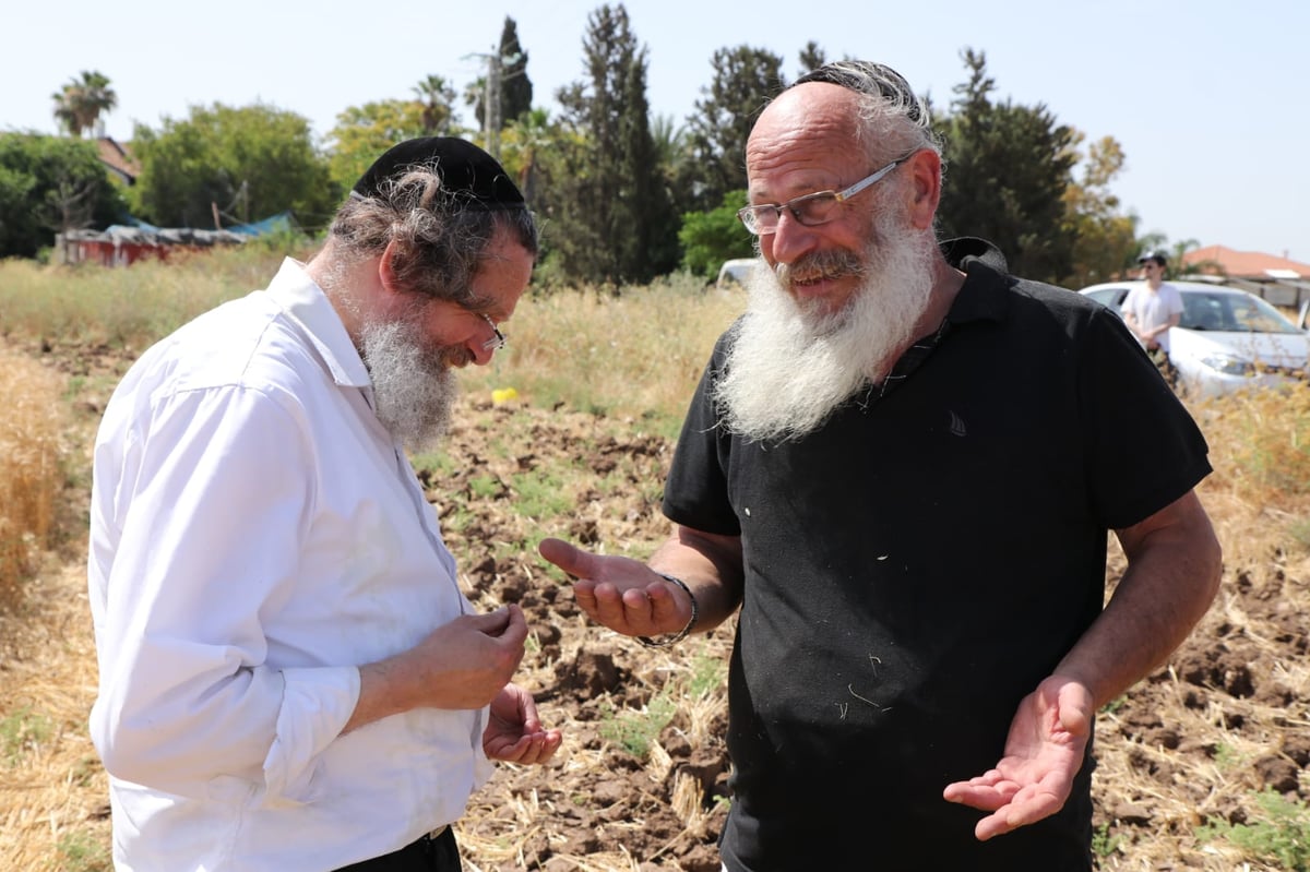 ה'חזונאישניקים' קצרו חיטים • צפו בתיעוד