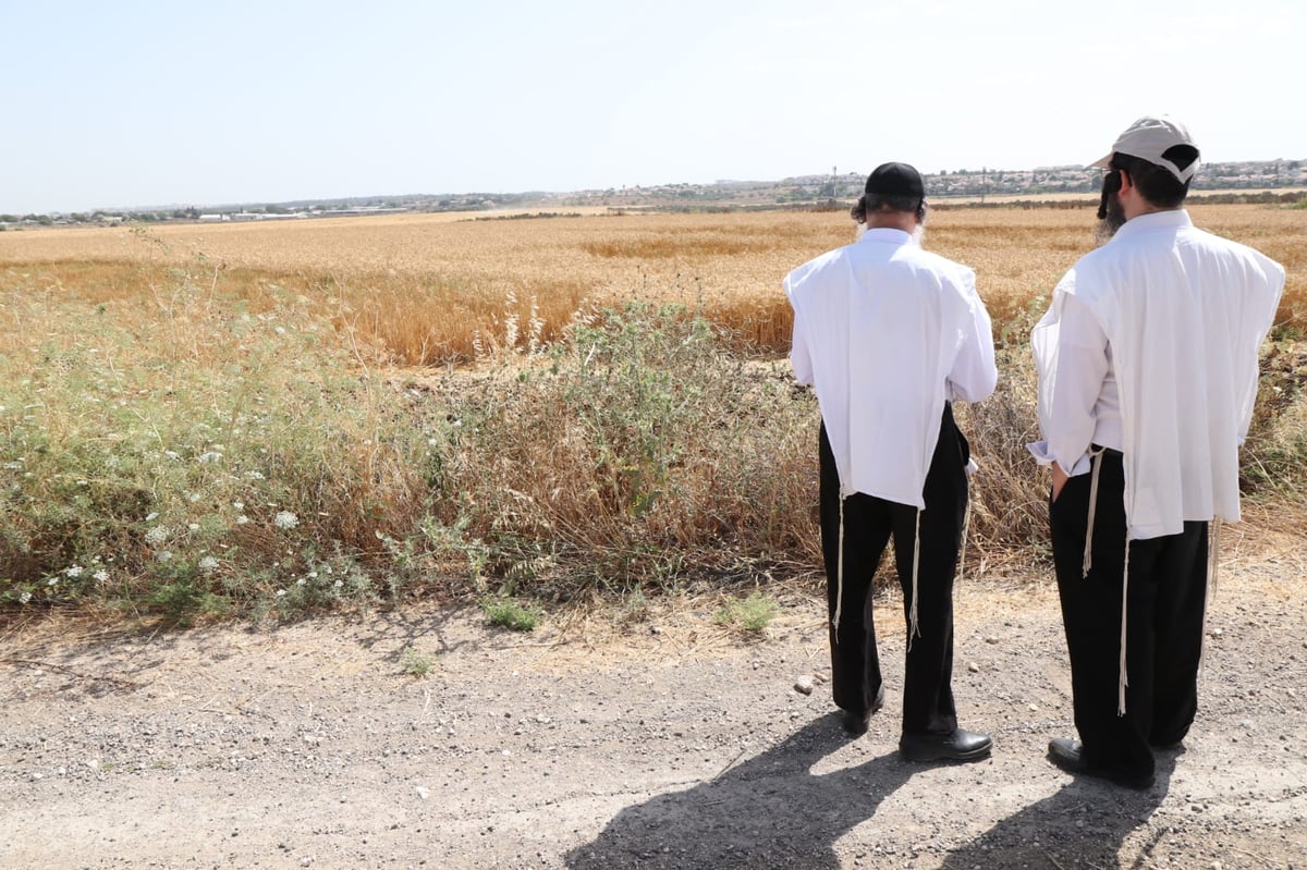 ה'חזונאישניקים' קצרו חיטים • צפו בתיעוד