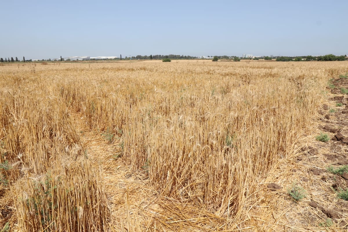 ה'חזונאישניקים' קצרו חיטים • צפו בתיעוד