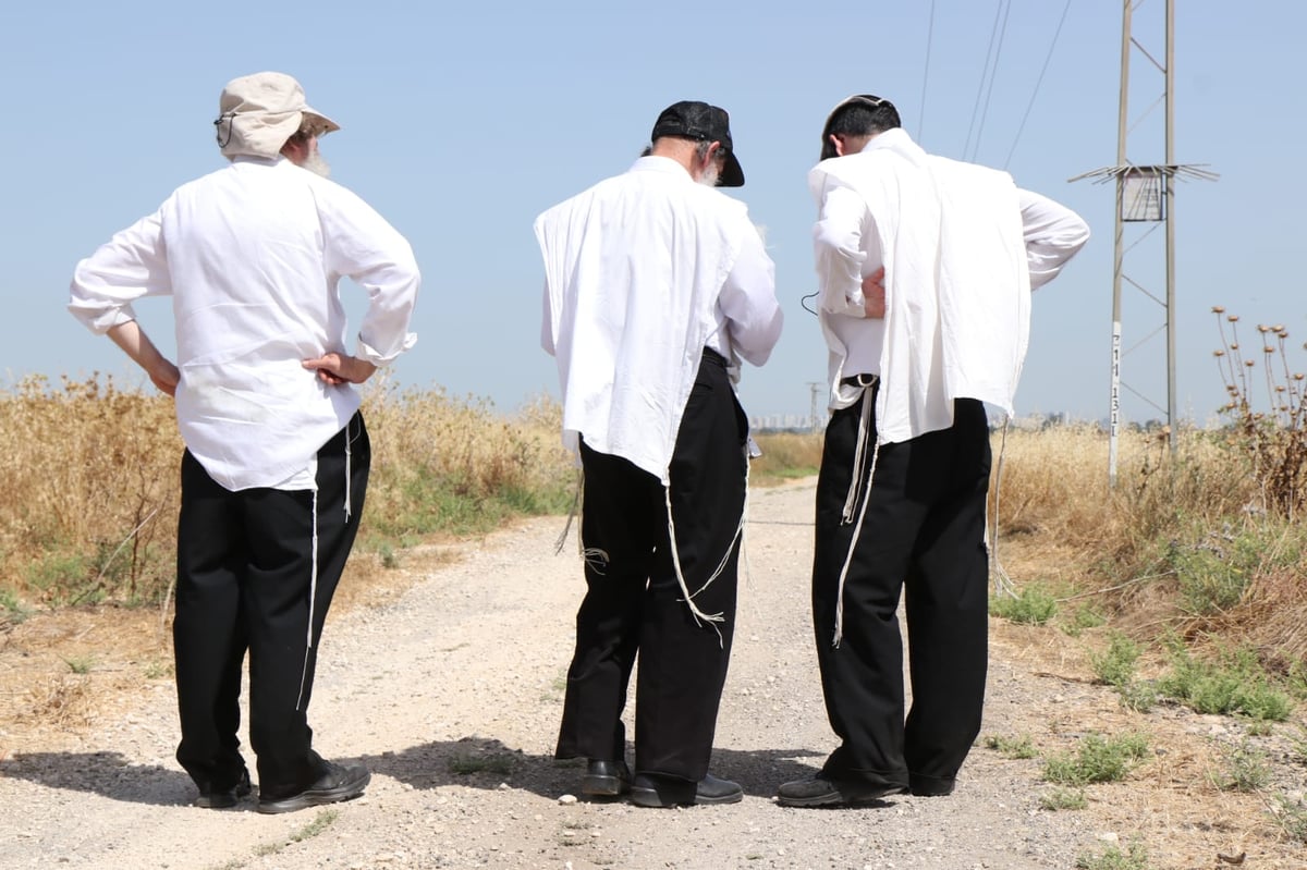 ה'חזונאישניקים' קצרו חיטים • צפו בתיעוד