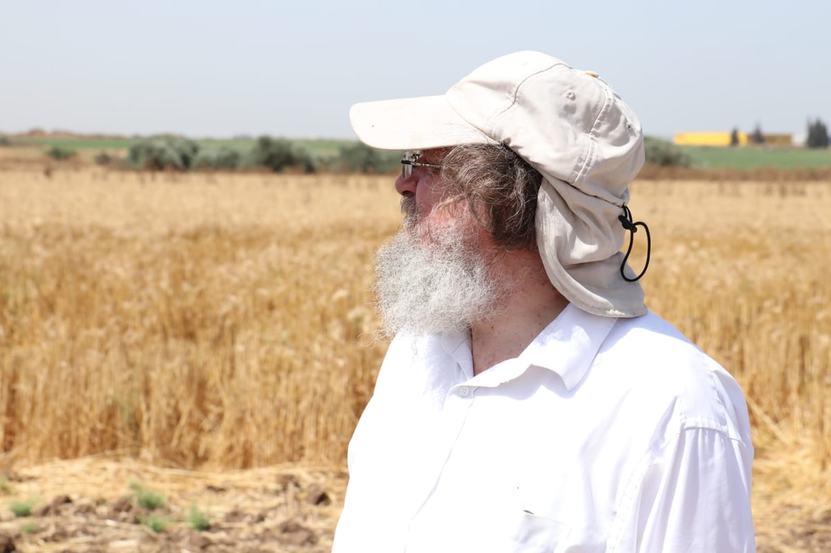 ה'חזונאישניקים' קצרו חיטים • צפו בתיעוד