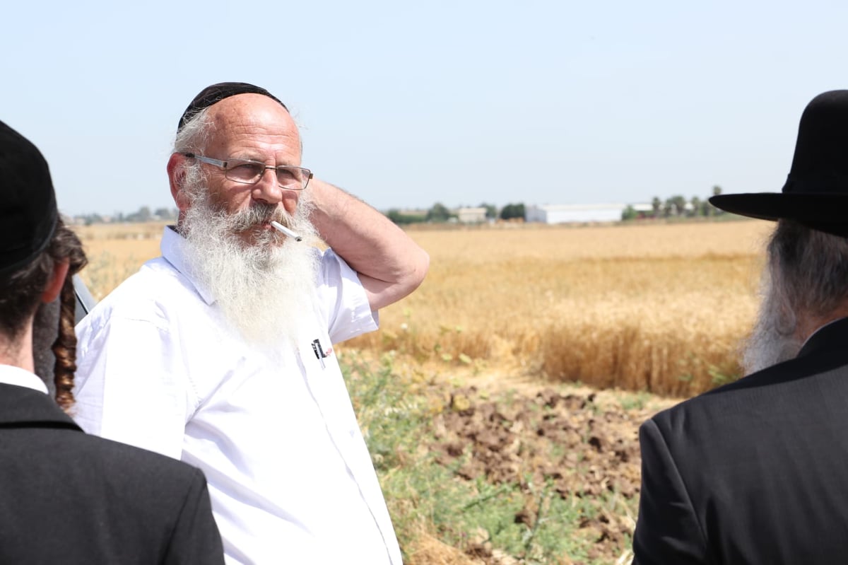 ה'חזונאישניקים' קצרו חיטים • צפו בתיעוד