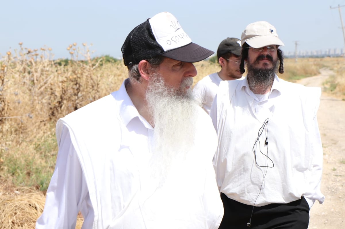 ה'חזונאישניקים' קצרו חיטים • צפו בתיעוד