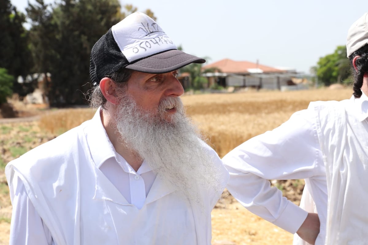 ה'חזונאישניקים' קצרו חיטים • צפו בתיעוד