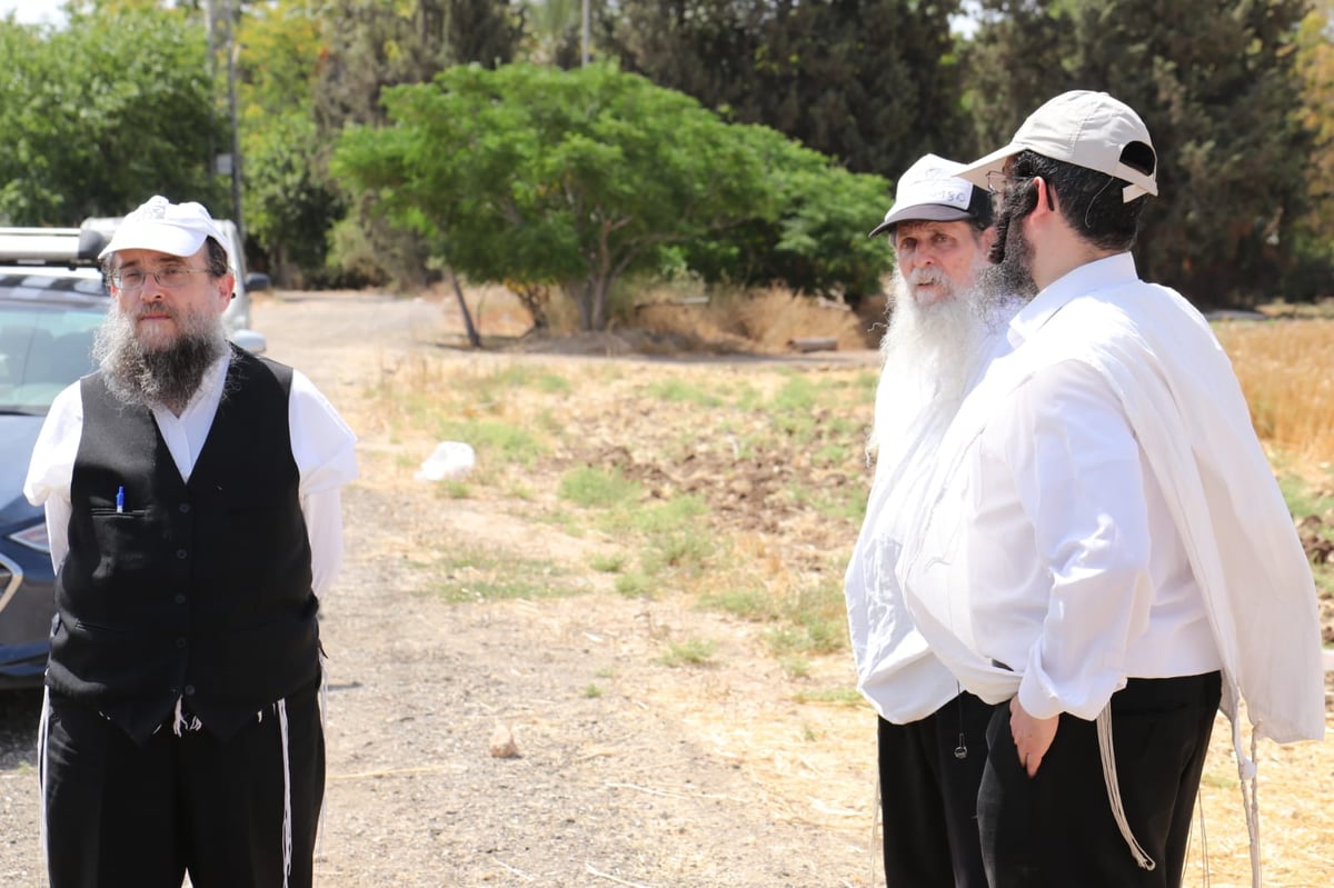 ה'חזונאישניקים' קצרו חיטים • צפו בתיעוד