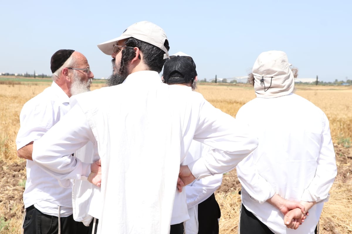 ה'חזונאישניקים' קצרו חיטים • צפו בתיעוד