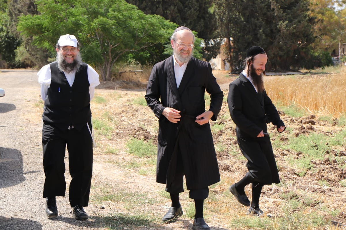 ה'חזונאישניקים' קצרו חיטים • צפו בתיעוד