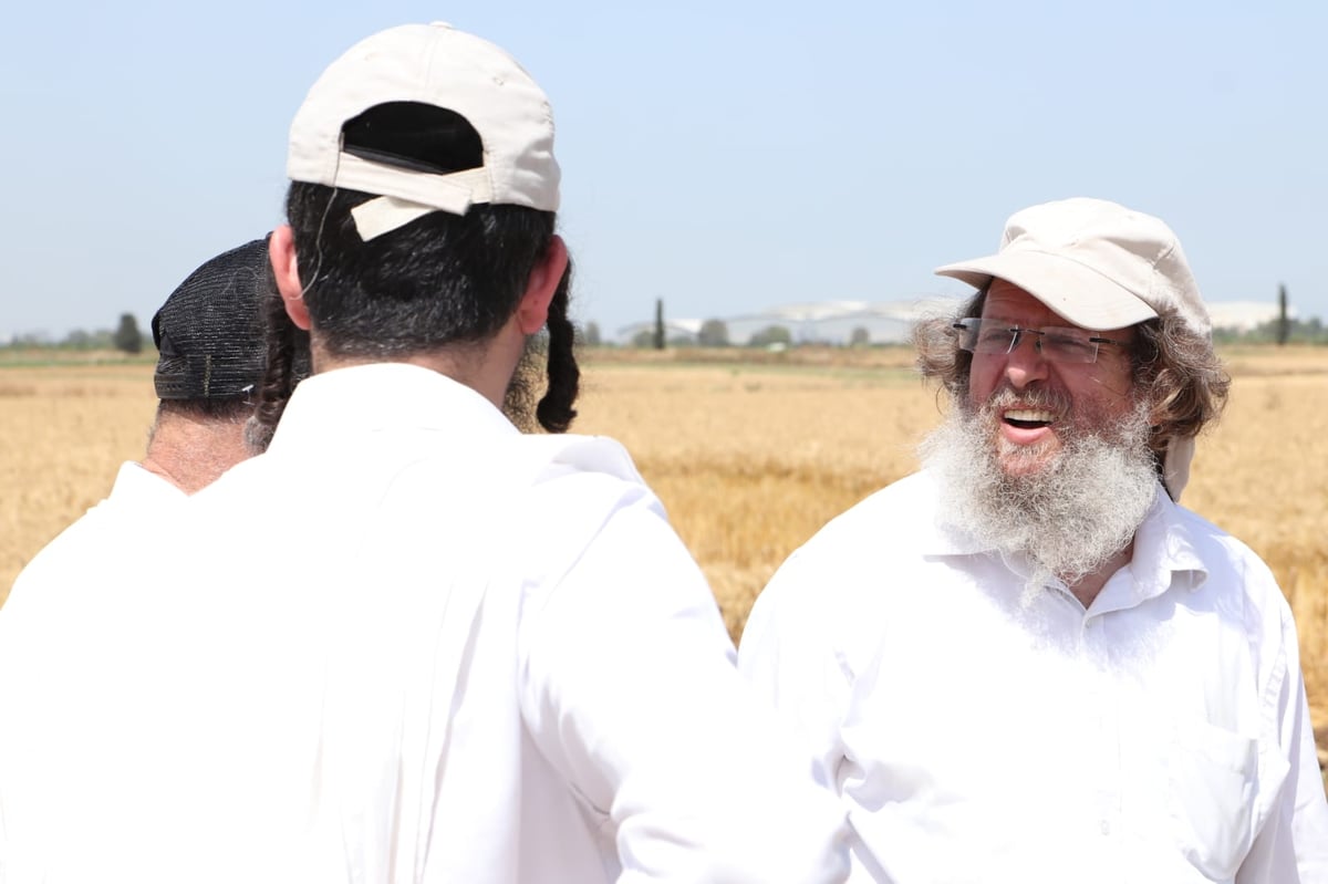 ה'חזונאישניקים' קצרו חיטים • צפו בתיעוד