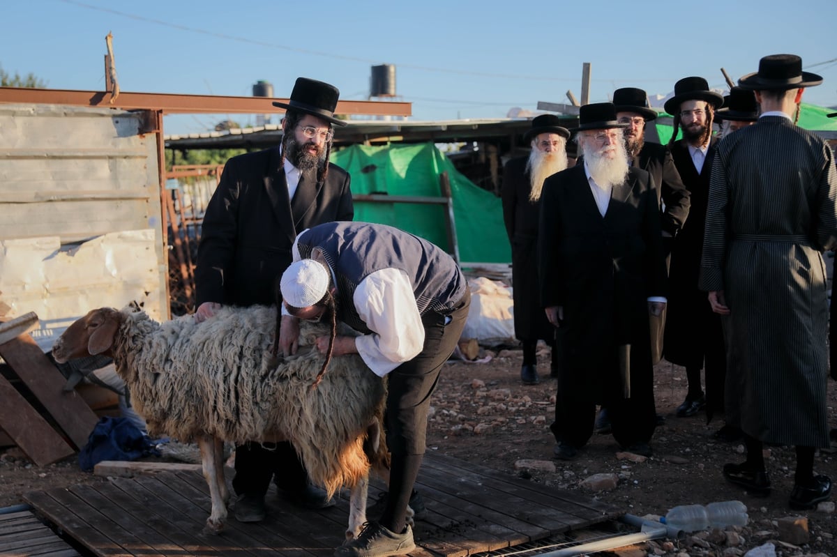 האדמו"ר ממכנובקא-בעלזא ב"ראשית הגז" • תיעוד