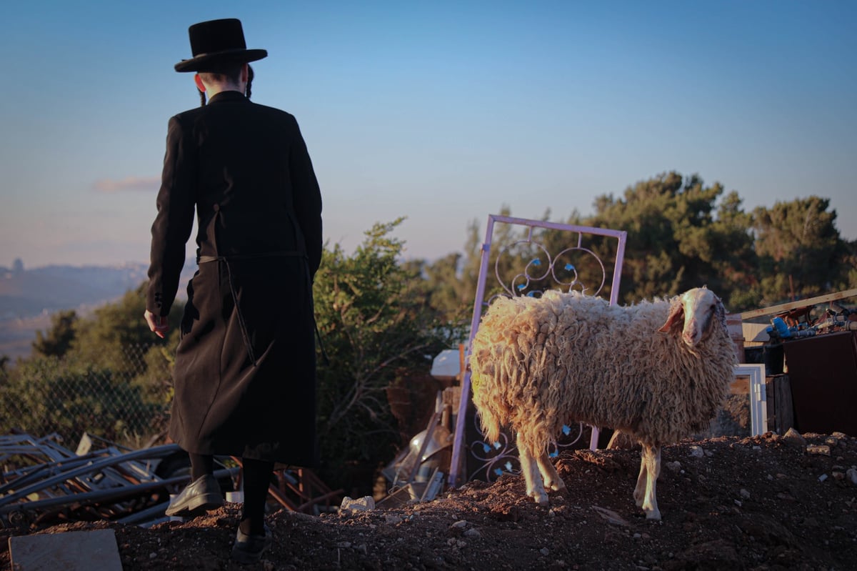 האדמו"ר ממכנובקא-בעלזא ב"ראשית הגז" • תיעוד