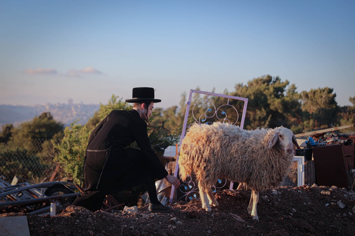 האדמו"ר ממכנובקא-בעלזא ב"ראשית הגז" • תיעוד