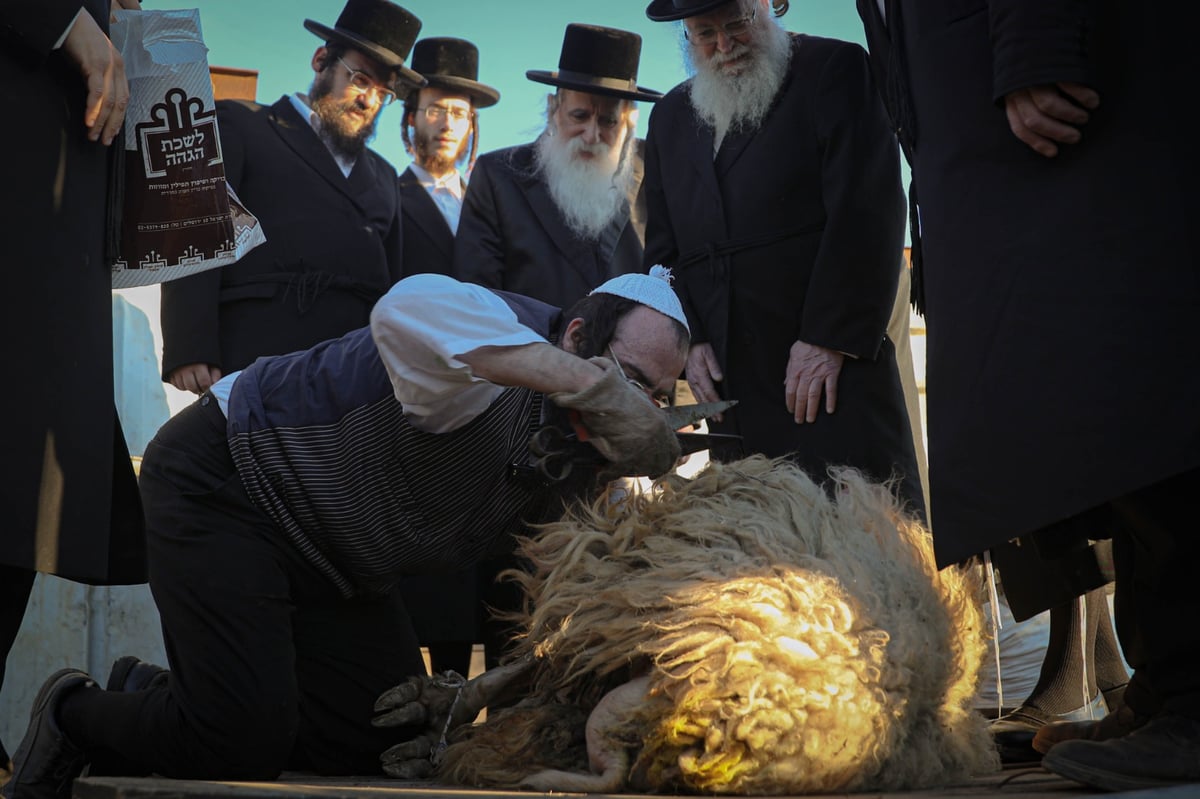 האדמו"ר ממכנובקא-בעלזא ב"ראשית הגז" • תיעוד