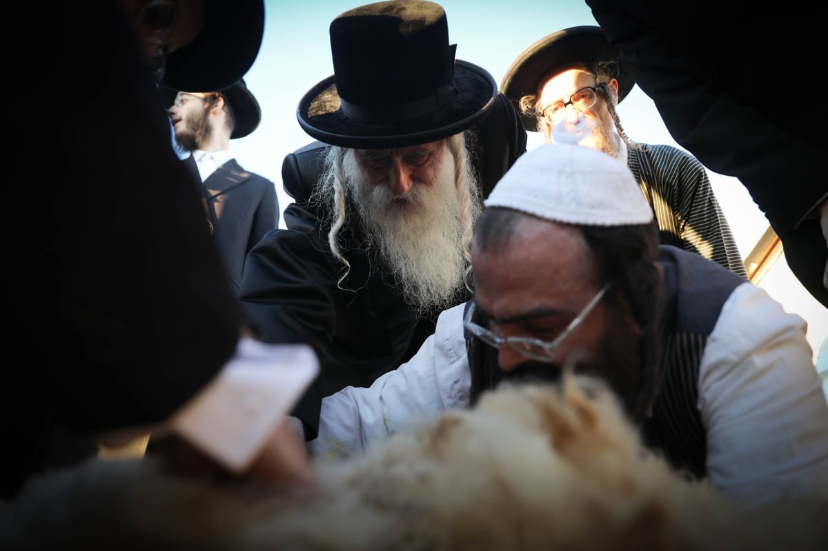 האדמו"ר ממכנובקא-בעלזא ב"ראשית הגז" • תיעוד