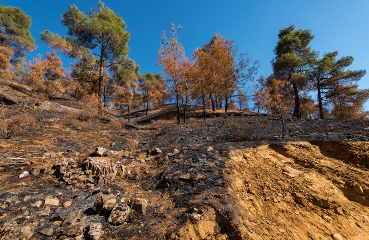 מתוצאות השריפה בהרי הטרודוס