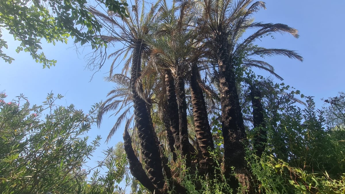 טיול בצפון בעדשת המצלמה; צפו בגלריה