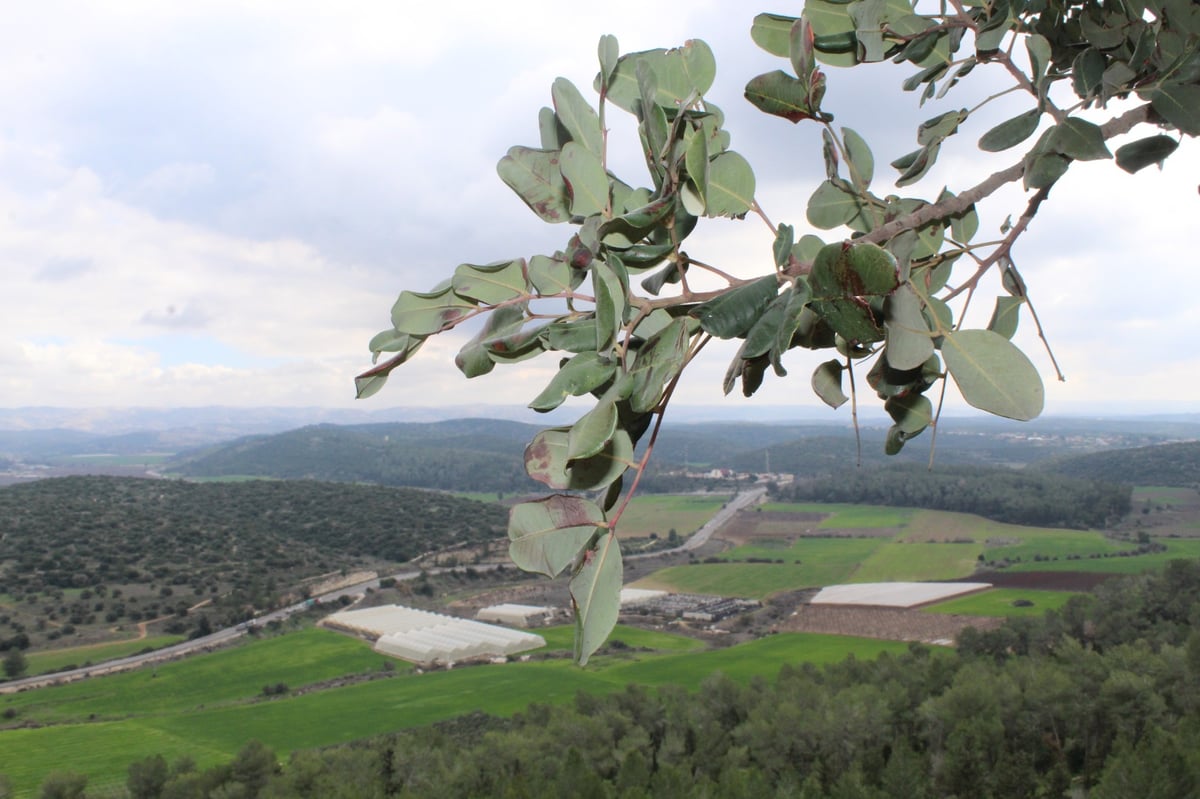 הנס ב'תל עזקה'; כך דוד ניצח את גוליית ואחיו