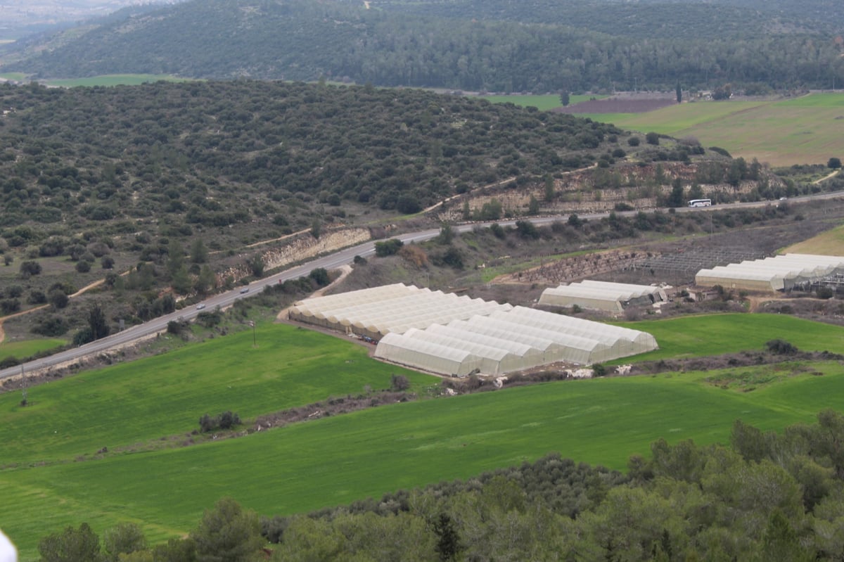 הנס ב'תל עזקה'; כך דוד ניצח את גוליית ואחיו