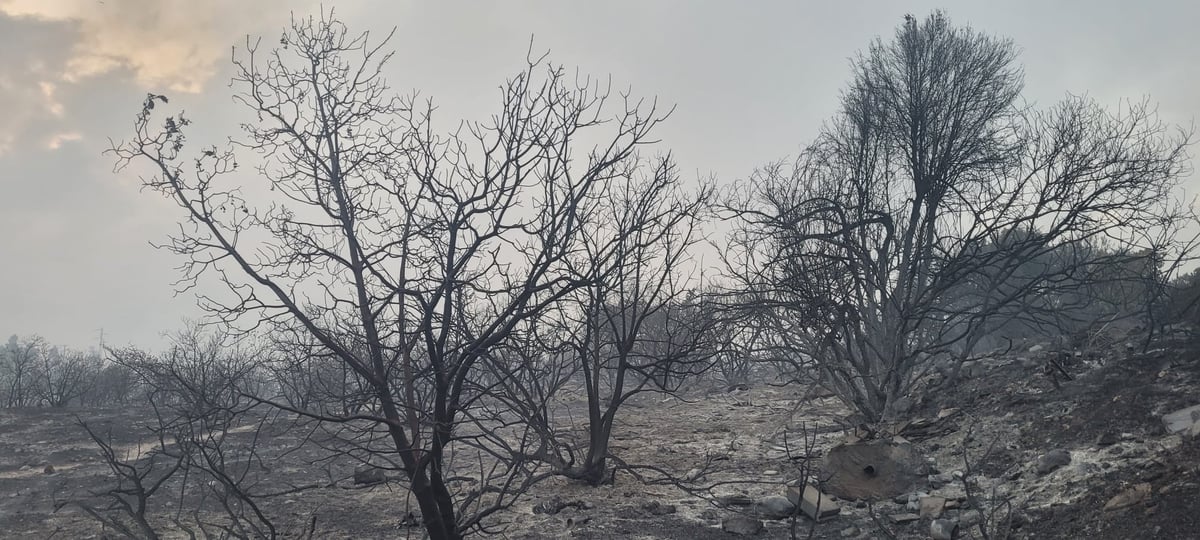 תיעוד: נזקי השריפה בשמורת הר טייסים