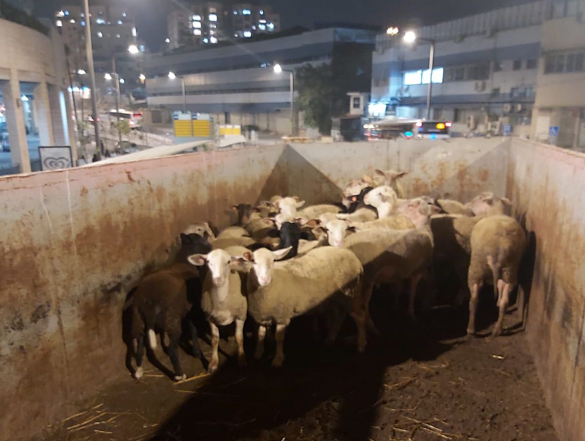 זו ההפתעה שחיכתה בתוך משאית האשפה