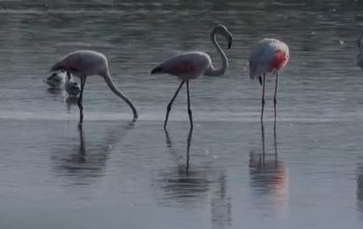 הפלמינגו הפתיעו וצבעו את האגמון בורוד • צפו