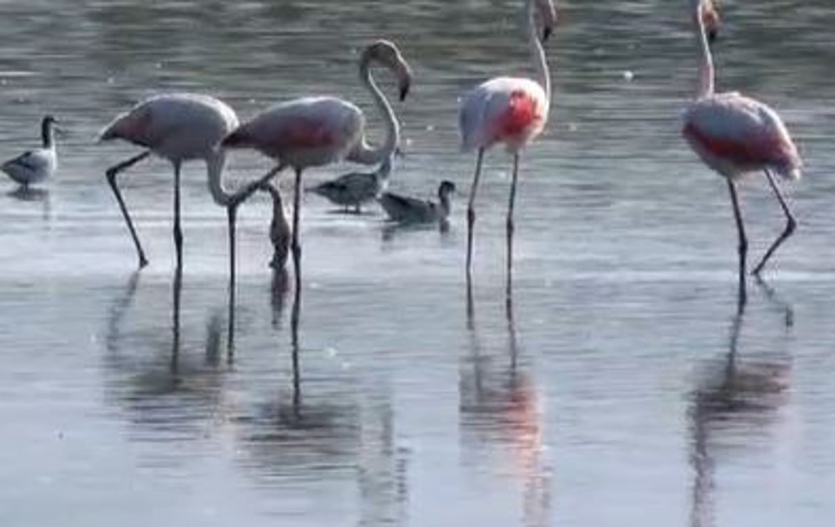 הפלמינגו הפתיעו וצבעו את האגמון בורוד • צפו