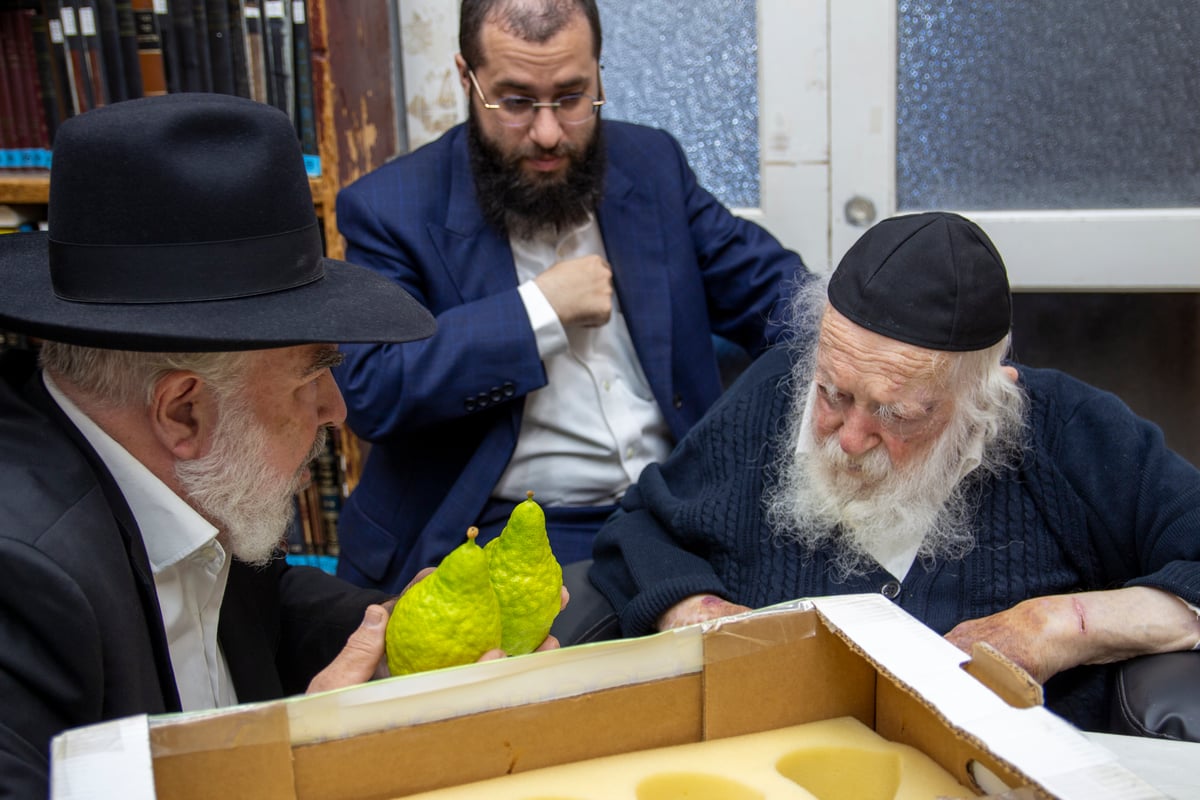 אחרי 'שחרית': גדולי ישראל בחרו אתרוג • צפו