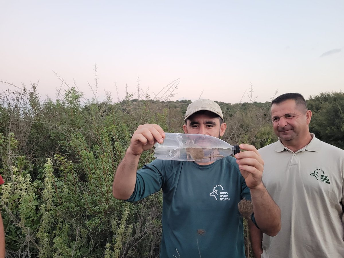 מריון מצוי היה כלוא בתוך בקבוק פלסטיק • צפו