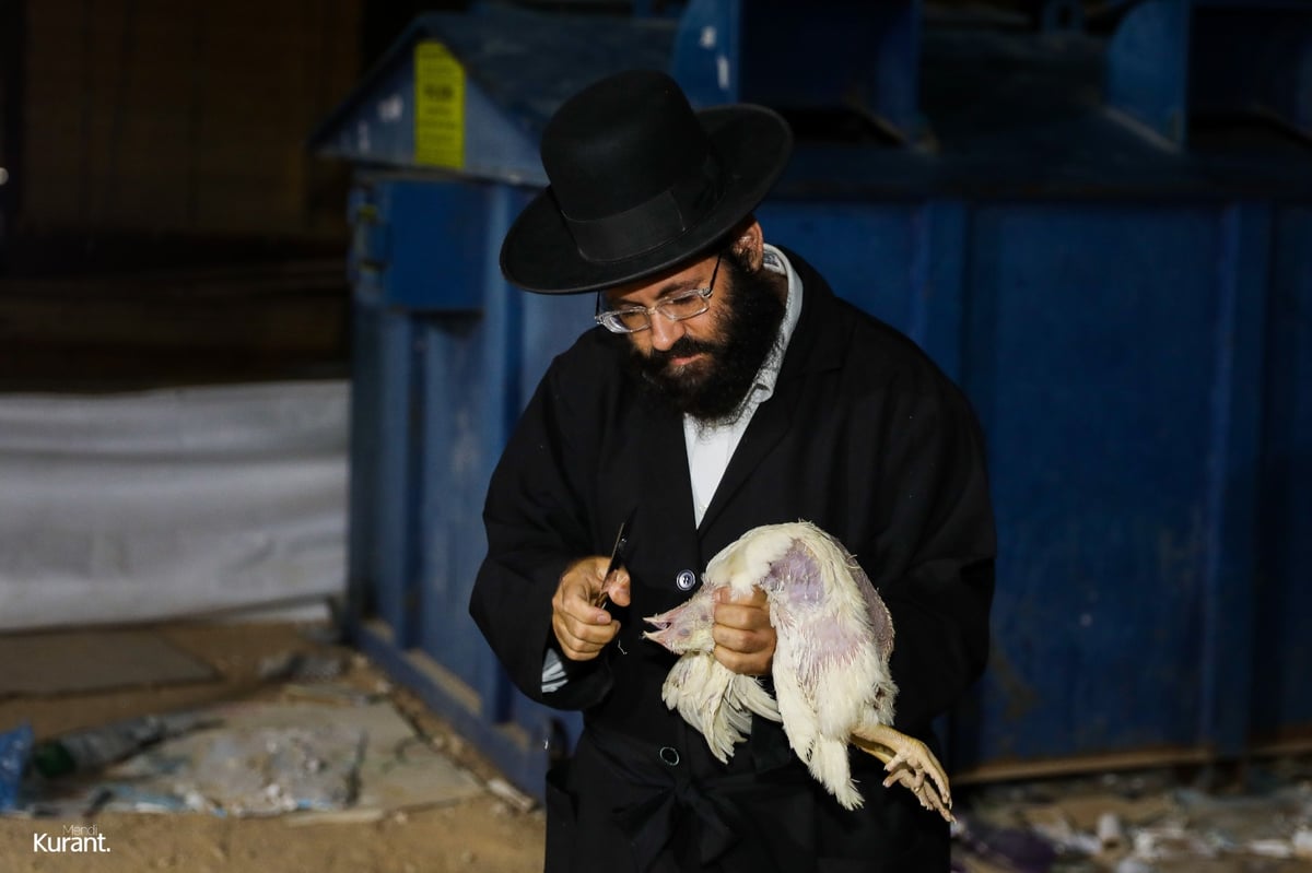 האדמו"ר מקרעטשניף קרית גת במנהג הכפרות