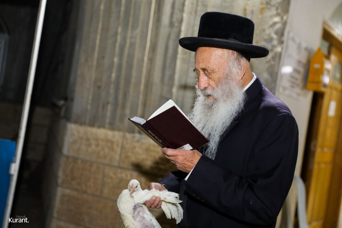 האדמו"ר מקרעטשניף קרית גת במנהג הכפרות