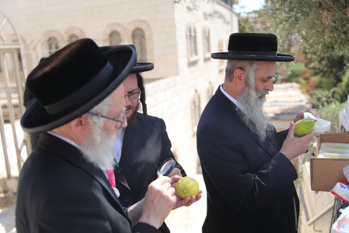 מיוחד: הצצה לשוק ארבעת המינים בזופניק