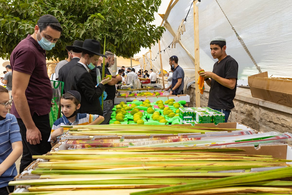 גלריה צבעונית משוק ארבעת המינים • צפו