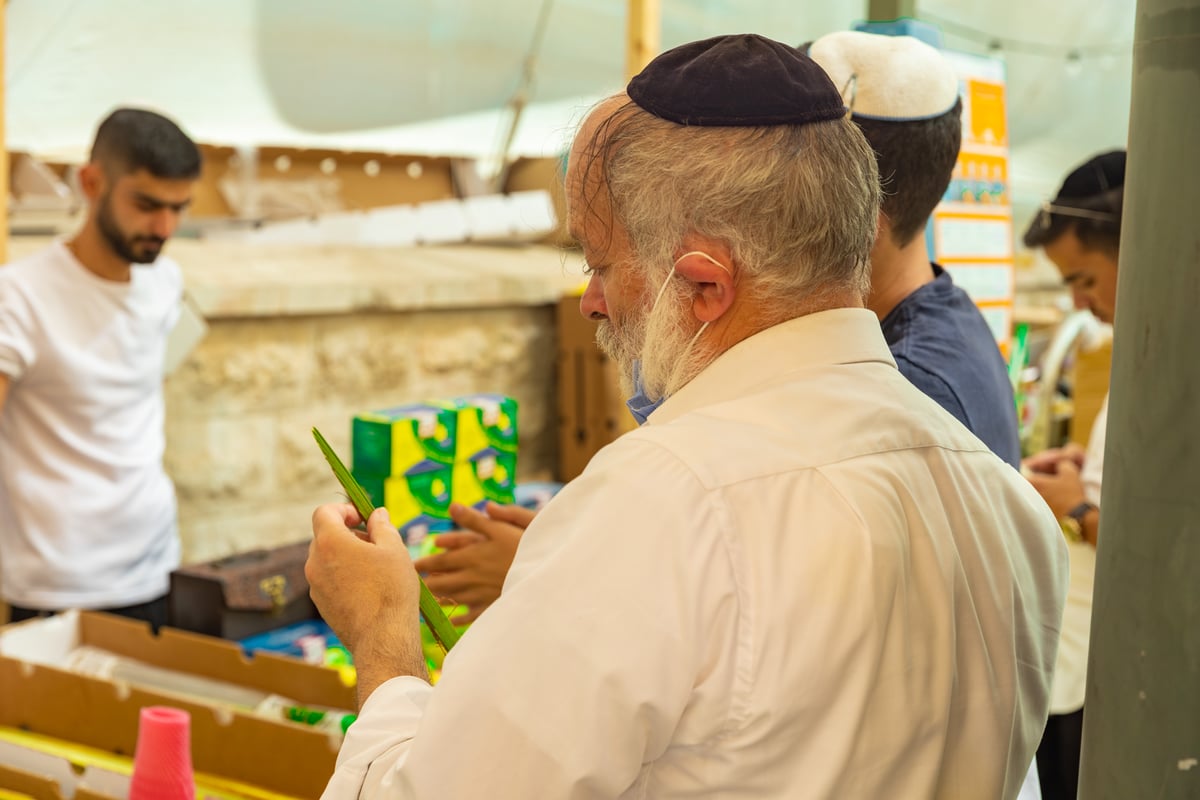 גלריה צבעונית משוק ארבעת המינים • צפו