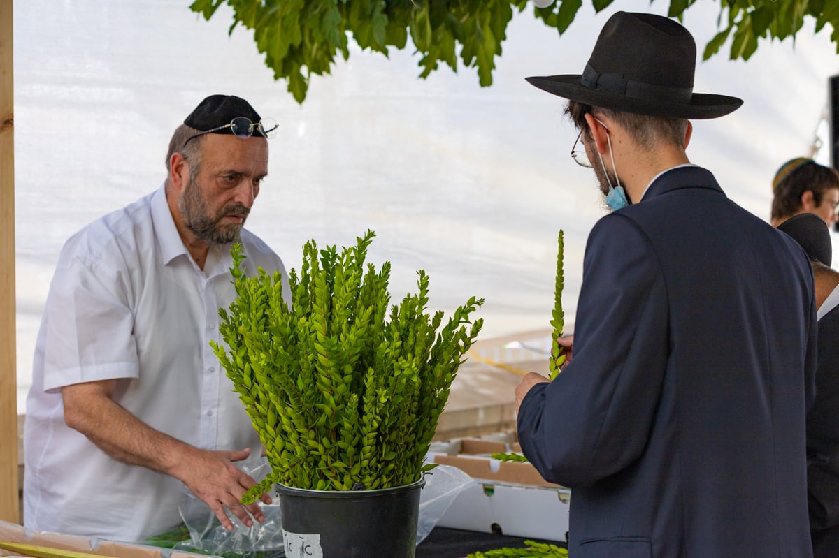 גלריה צבעונית משוק ארבעת המינים • צפו