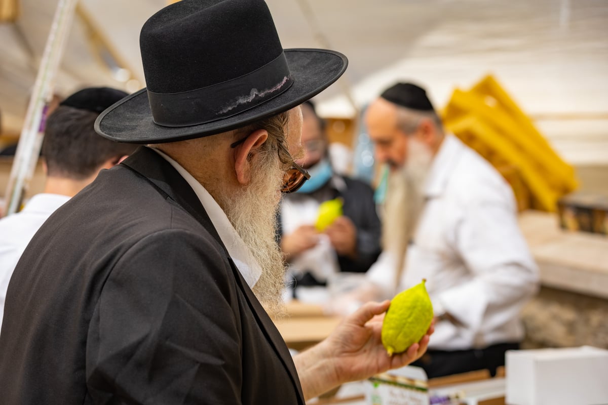 גלריה צבעונית משוק ארבעת המינים • צפו