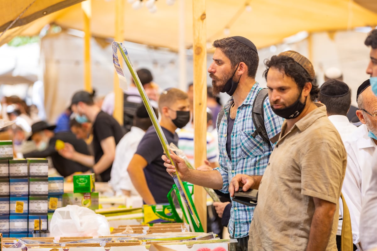 גלריה צבעונית משוק ארבעת המינים • צפו