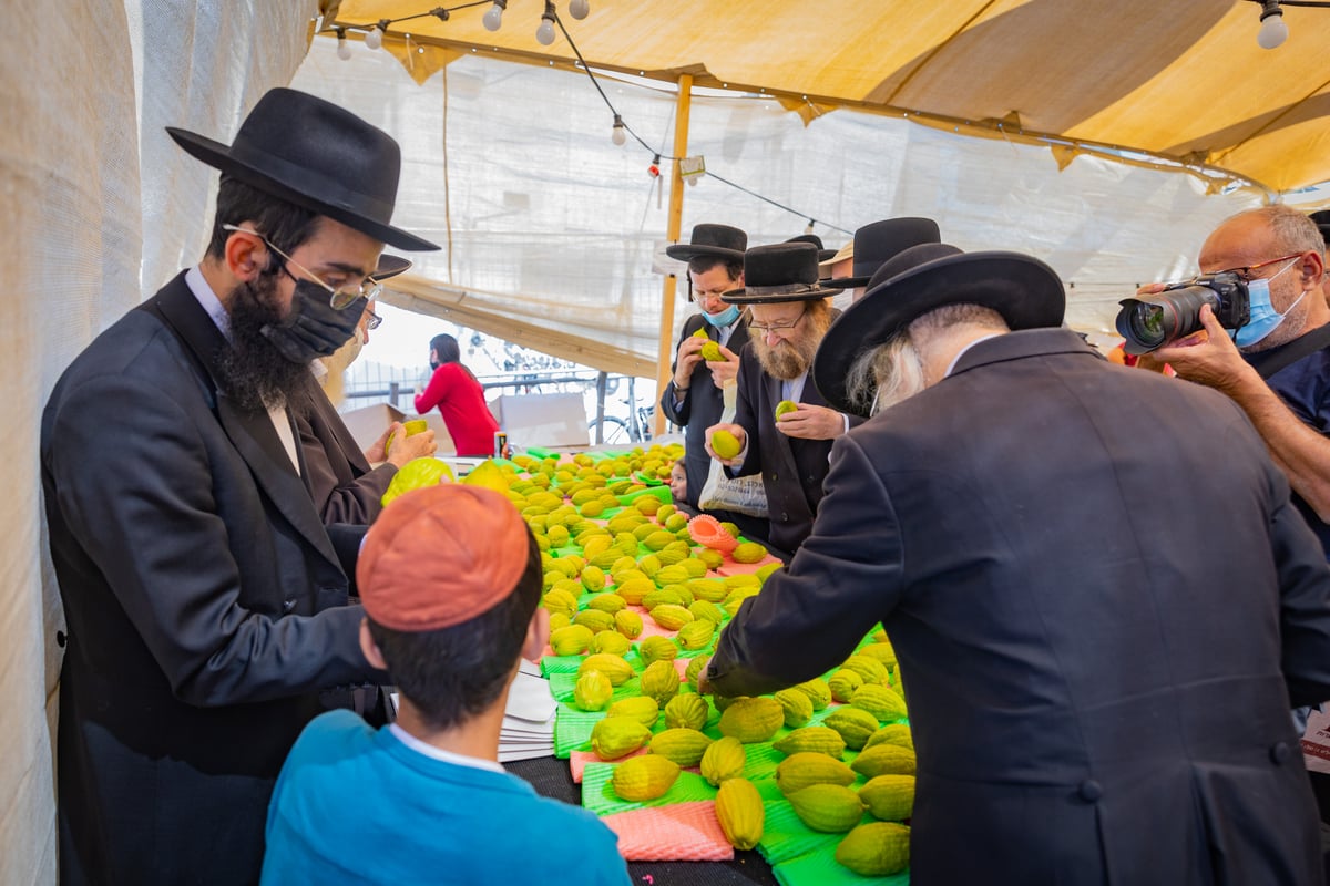 גלריה צבעונית משוק ארבעת המינים • צפו