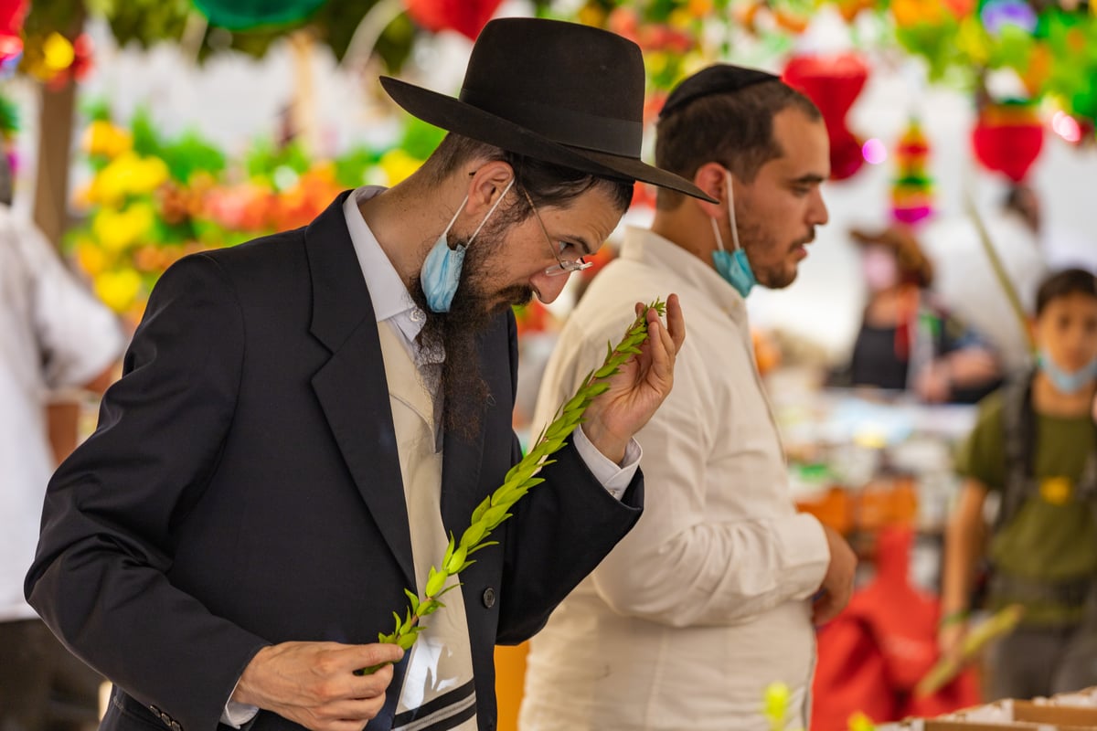 גלריה צבעונית משוק ארבעת המינים • צפו