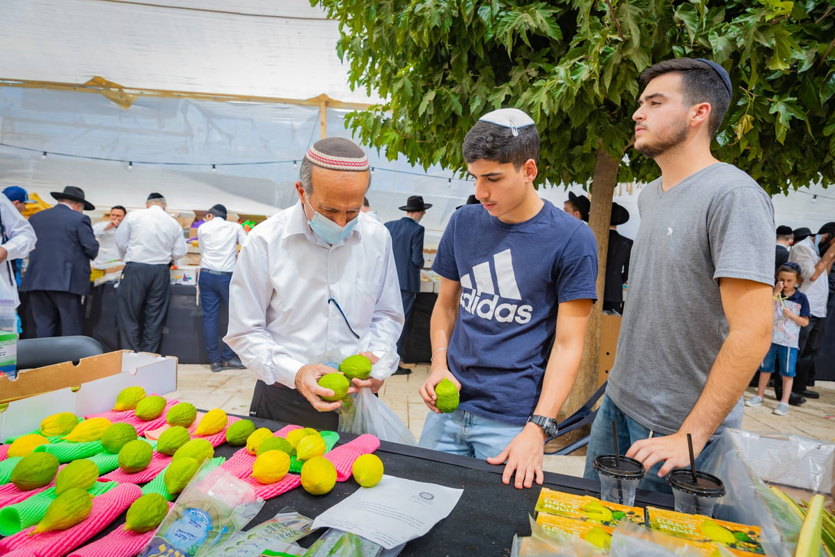 גלריה צבעונית משוק ארבעת המינים • צפו