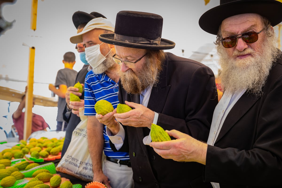 גלריה צבעונית משוק ארבעת המינים • צפו