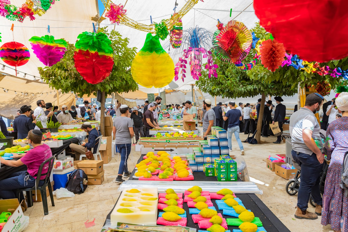 גלריה צבעונית משוק ארבעת המינים • צפו