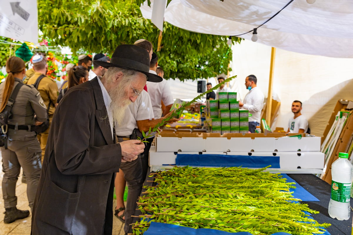 גלריה צבעונית משוק ארבעת המינים • צפו