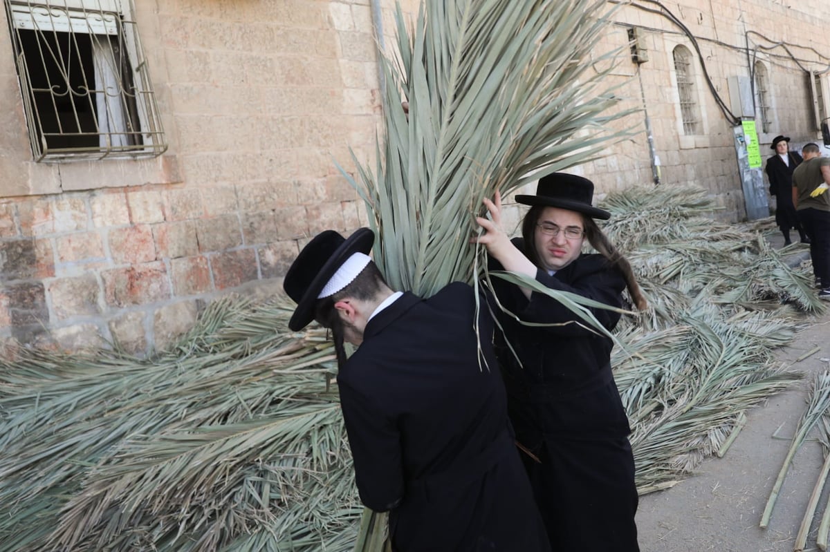 כך קונים סכך לסוכה במאה שערים • גלריה