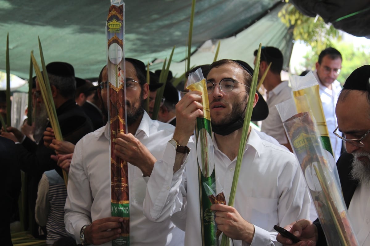 מודיעין עילית: ערב חג בשווקי ארבעת המינים