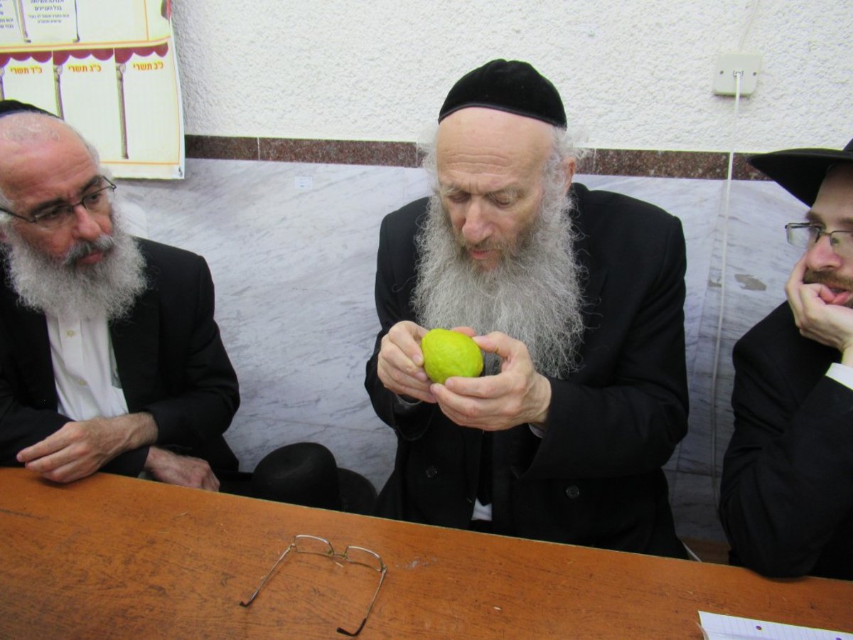 הפוסק הבני-ברקי בבדיקת ארבעת המינים • תיעוד