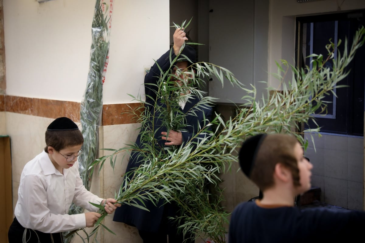 זריזין מקדימים: קניית ערבות להושענא רבא בירושלים